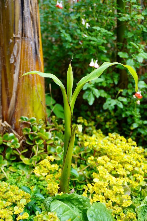 Jungle Stay In A Hidden Paradise Zwijndrecht Eksteriør bilde